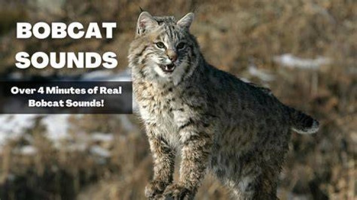 Bobcat call sounds like woman screaming EDIT! It's a Fox Vixen call 🦊