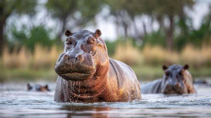 Top 15 Hippopotamus Facts Ancestry, Diet, Habitat & More